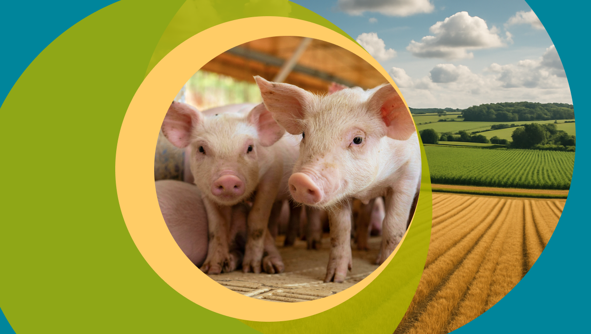 Регламент Безопасности на современном предприятии свиноводства (часть 2)