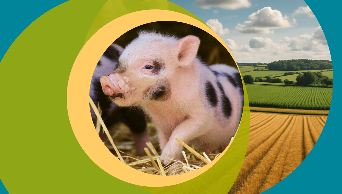 Регламент Безопасности на современном предприятии свиноводства (часть 1)