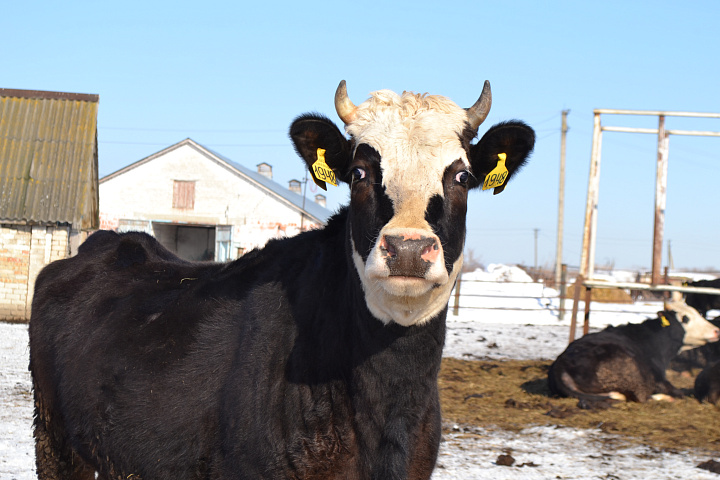 ООО "АГРОЦЕХ" (Ярославская обл)